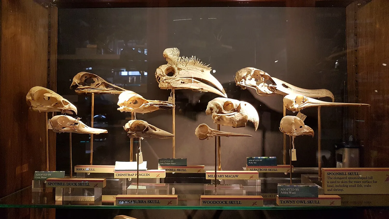 Bird skull specimens in a display case at the Grant Museum of Zoology