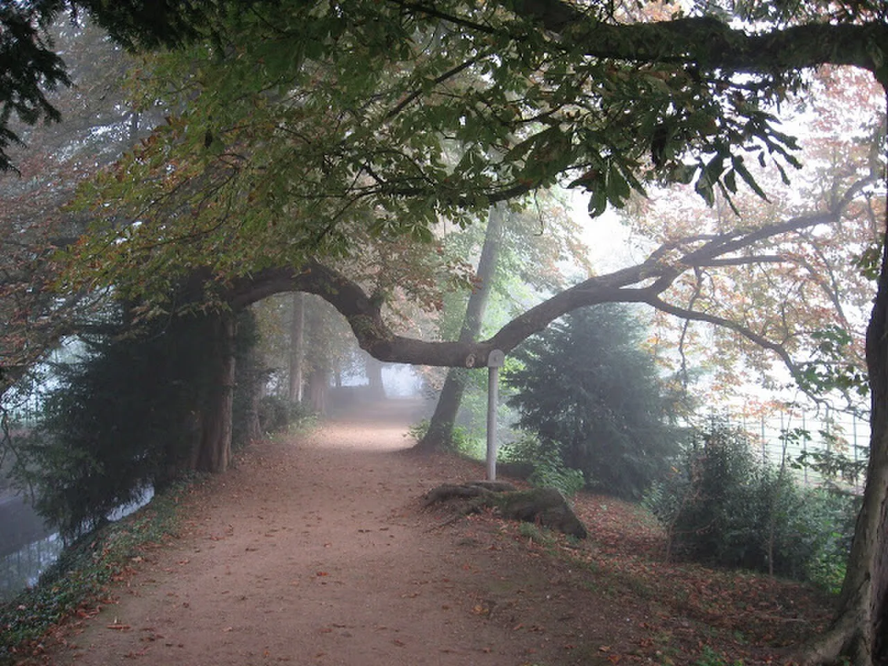 Magdalen College 的 Addison's Walk